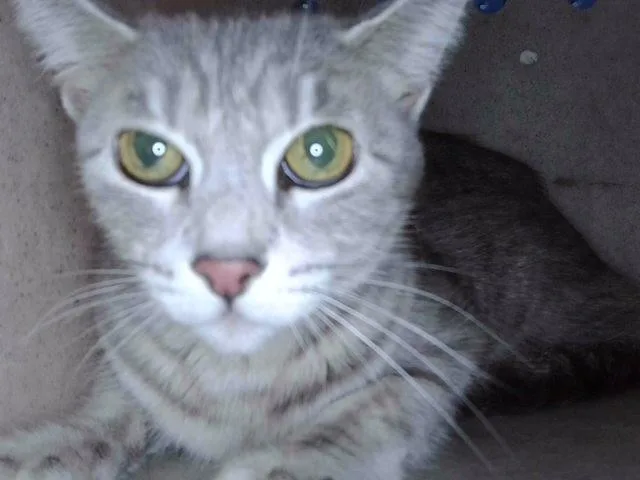 An adult small-sized female Domestic Short Hair cat named Genie for adoption in Baldwin Park, CA