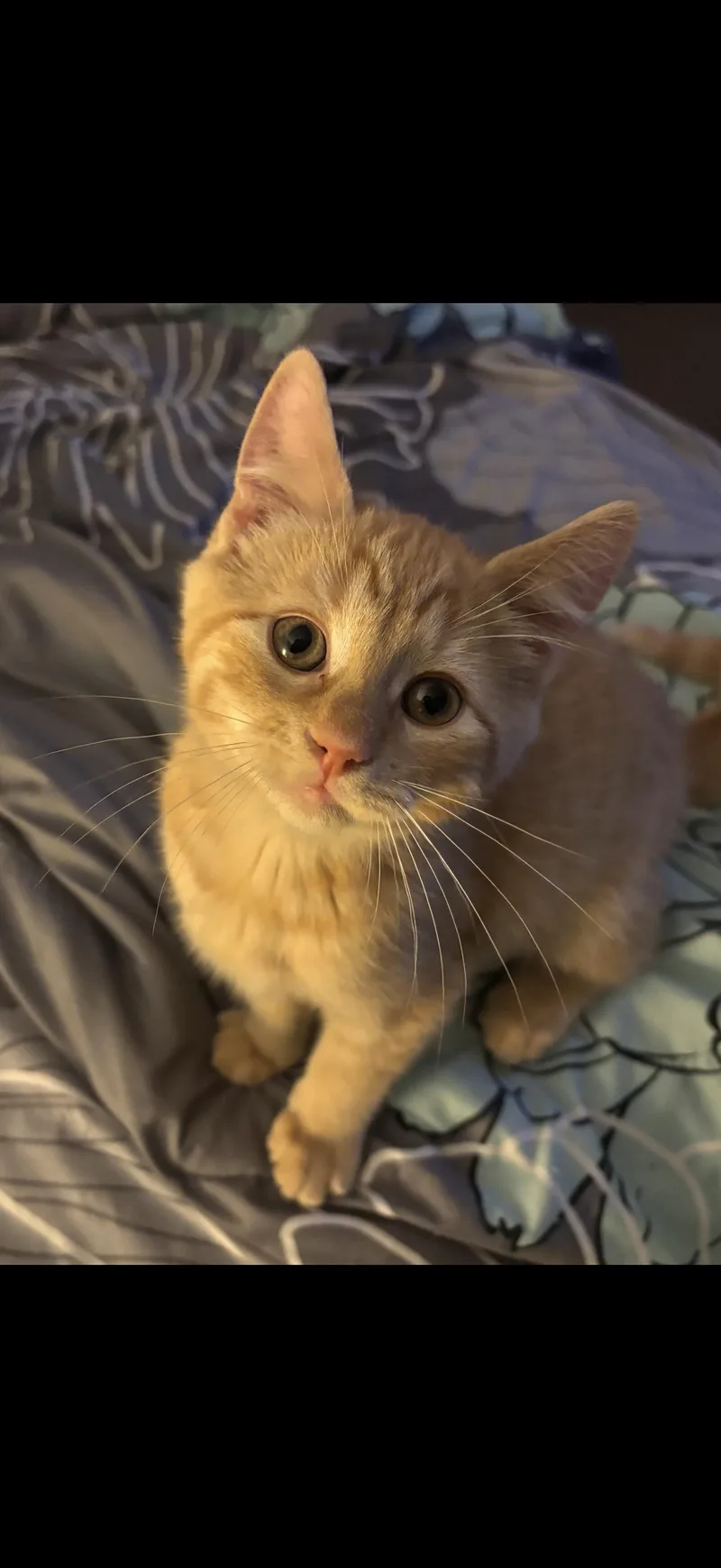 A baby small-sized male Orange / Red American Shorthair cat named Benedict for adoption in Johnstown, NY