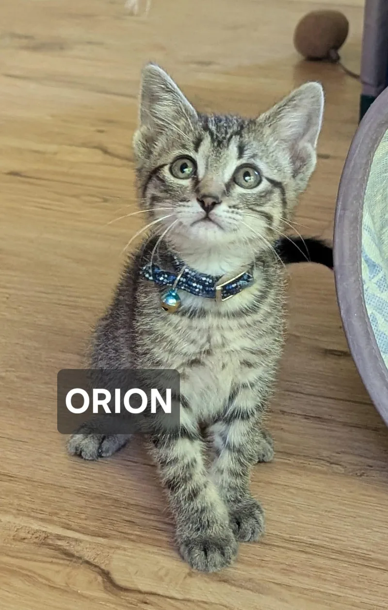 Orion