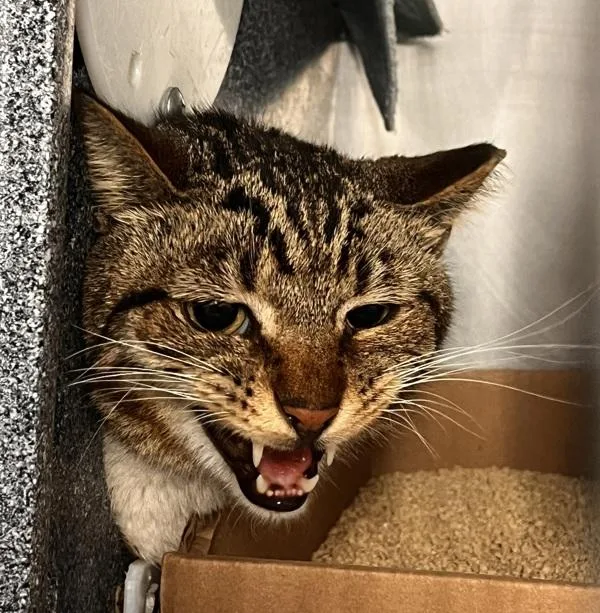 An adult medium-sized male Domestic Short Hair cat named Rocki for adoption in New York, NY