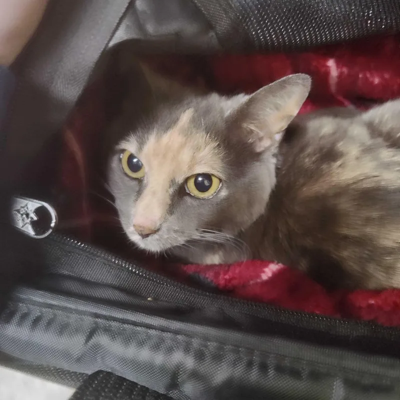 A senior medium-sized female Tortoiseshell Domestic Short Hair cat named Periwinkle for adoption in Falls Church, VA