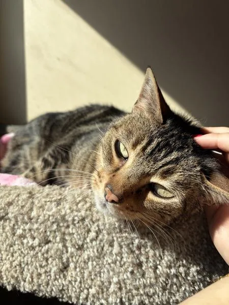 A senior small-sized female Domestic Short Hair cat named Dee for adoption in Monterey, CA