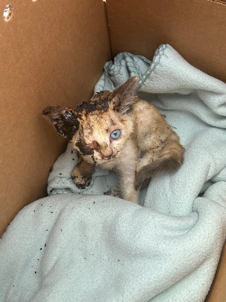 A baby small-sized male Tiger cat named Mallow for adoption in Chickamauga , GA