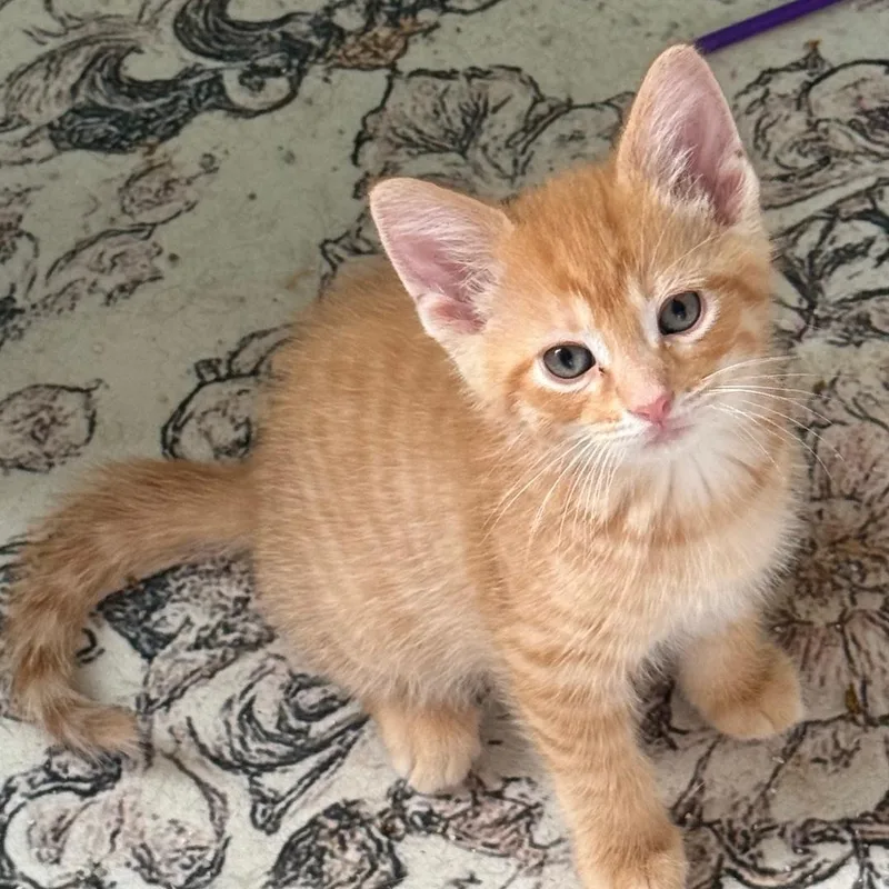 A baby small-sized male Orange / Red Domestic Short Hair cat named Morgan for adoption in Gresham, WI