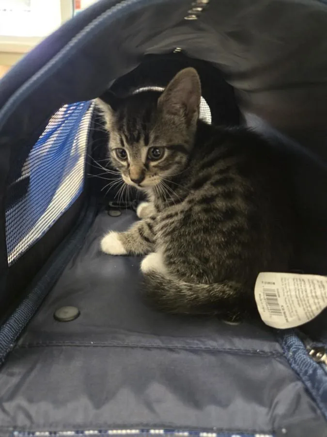 A baby small-sized female Domestic Short Hair cat named Georgia for adoption in Derwood, MD