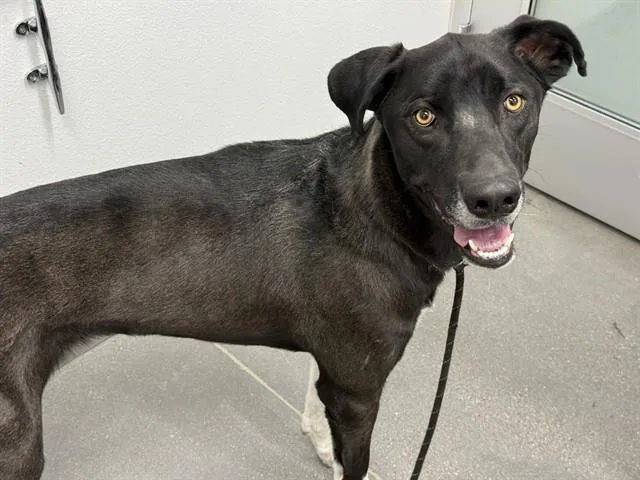 A young large-sized male Husky dog named Chubbz for adoption in Mesa, AZ