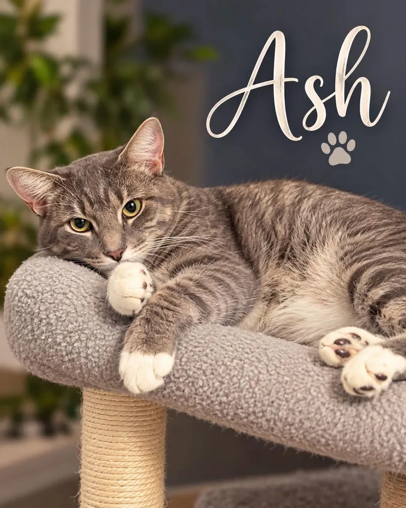 An adult medium-sized male Tabby (Gray / Blue / Silver) Domestic Short Hair cat named Ash for adoption in Fort Worth, TX