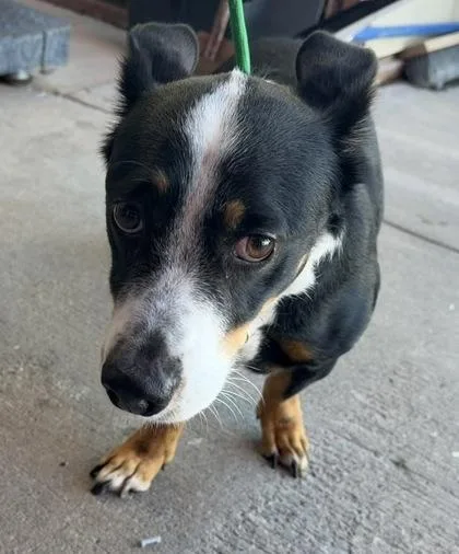 A baby small-sized male Black Cardigan Welsh Corgi dog named Gizmo for adoption in El Paso, TX