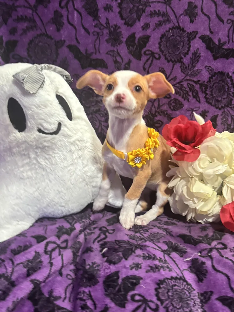 A baby small-sized female White / Cream Chihuahua dog named Lil Bit for adoption in Corona, CA