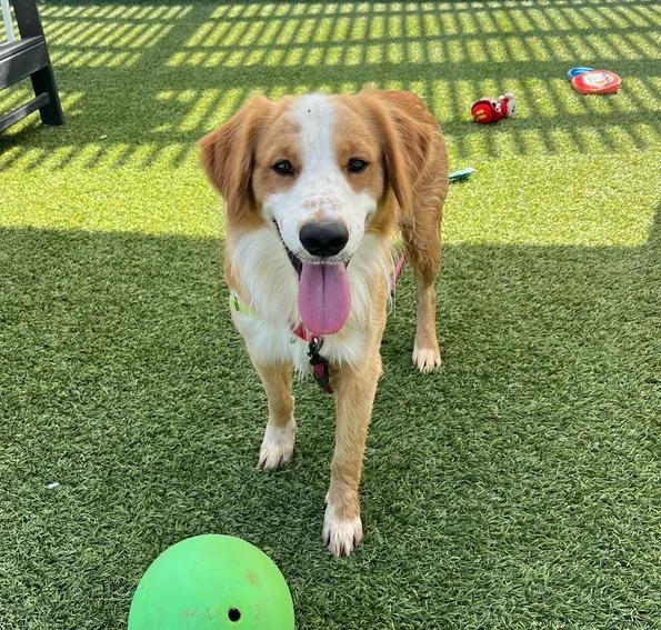 An adult medium-sized male Tricolor (Brown, Black, & White) Border Collie dog named Baxter for adoption in San Diego, CA