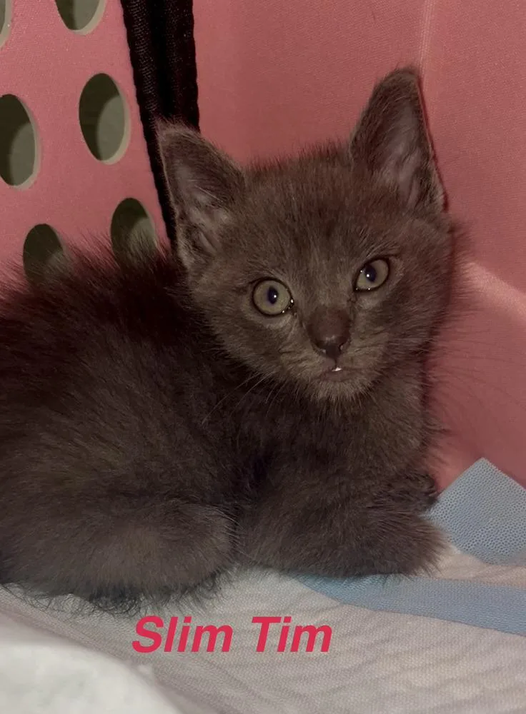 Slim Tim
