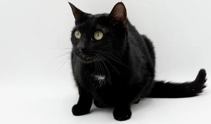 An adult medium-sized female Domestic Short Hair cat named Shmuppy for adoption in Bowling Green, KY