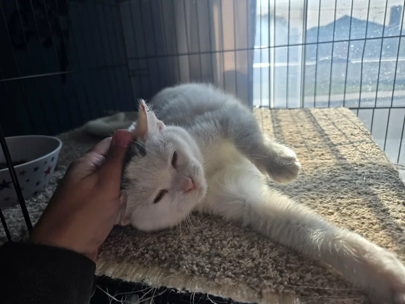 A young medium-sized female Gray & White Domestic Short Hair cat named Snowball for adoption in oxford, PA