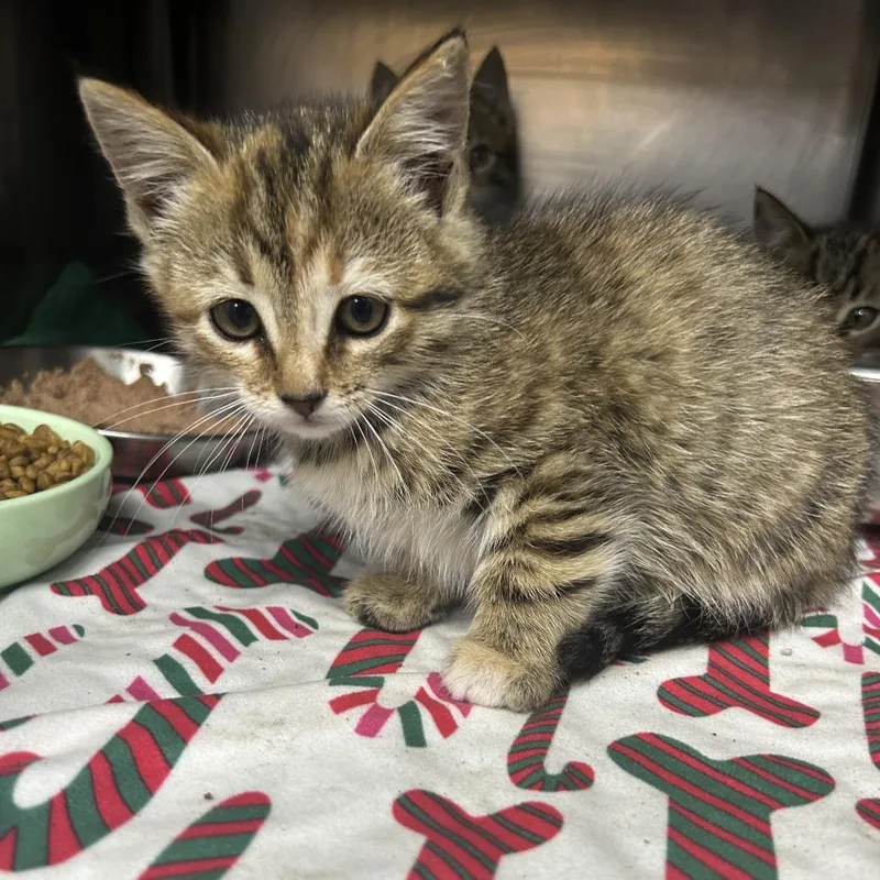 A baby small-sized female Brown / Chocolate Domestic Short Hair cat named Lumie for adoption in Yanceyville, NC