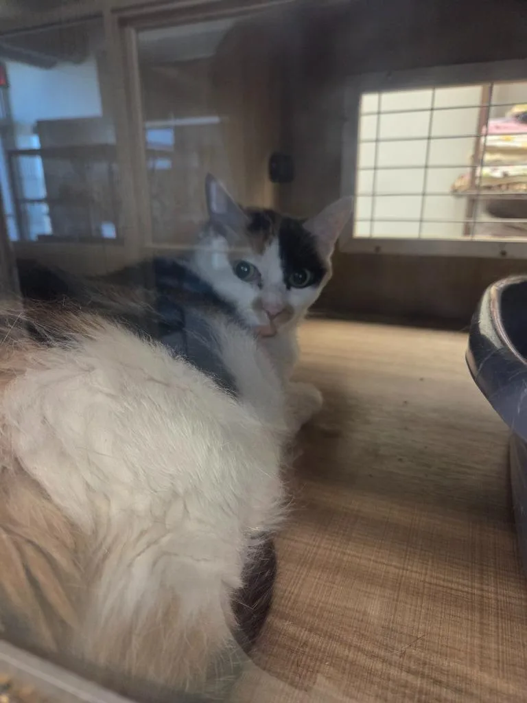 A young large-sized female Calico cat named Callie for adoption in Bossier City, LA