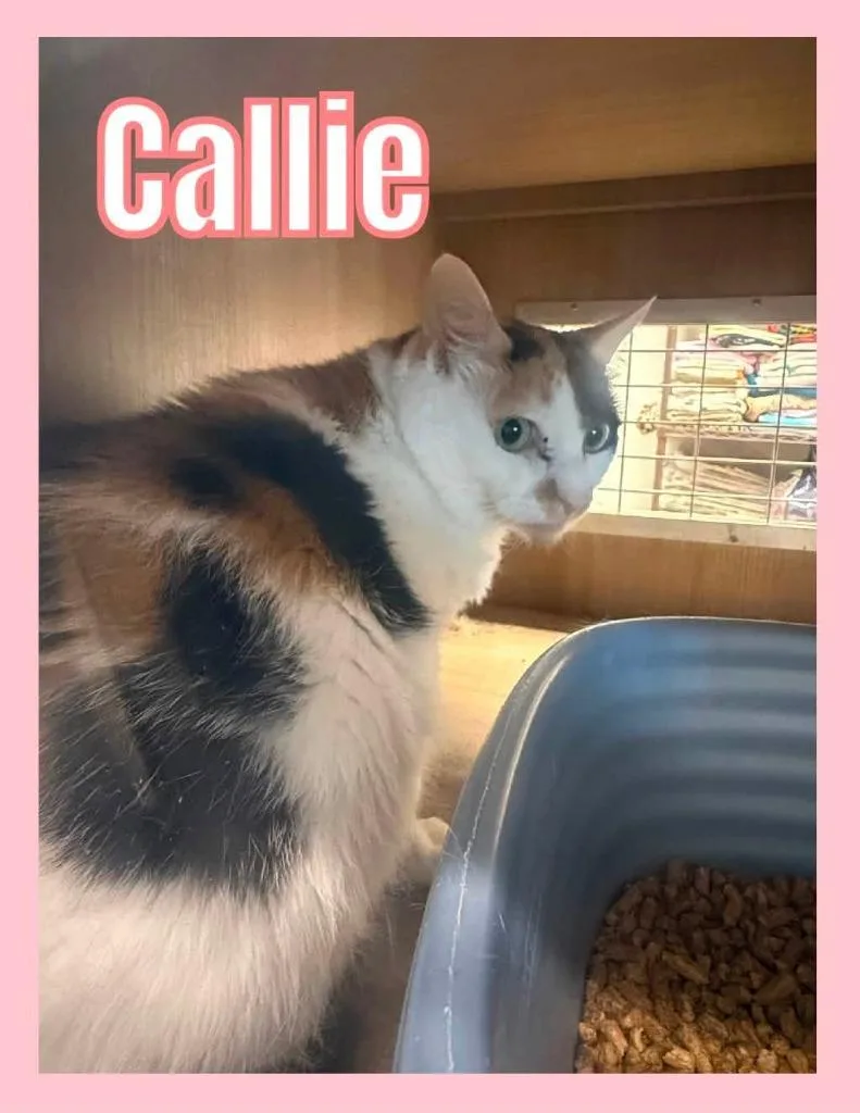 Callie thumbnail 2