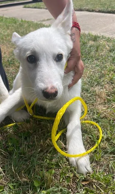 A baby large-sized female Mixed Breed dog named Cutie for adoption in Dallas, TX