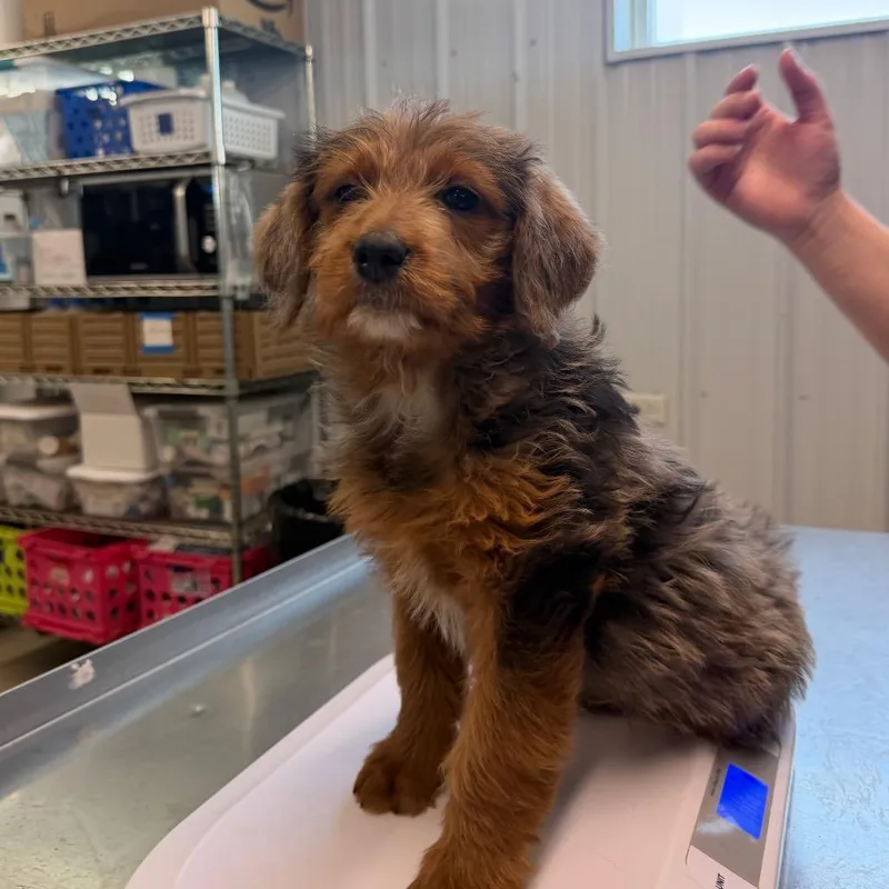 Butterball thumbnail 2