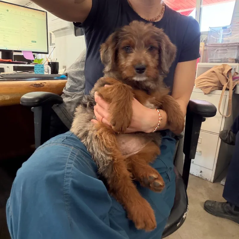 Butterball thumbnail 3