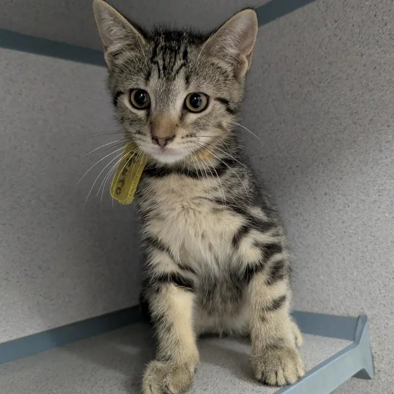 A baby small-sized male Domestic Short Hair cat named Pinto Bean for adoption in Evansville, IN