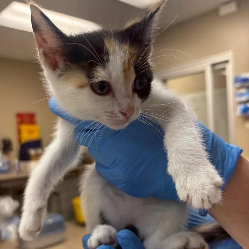 A baby small-sized female White Domestic Short Hair cat named Mei Mei for adoption in Birmingham, AL