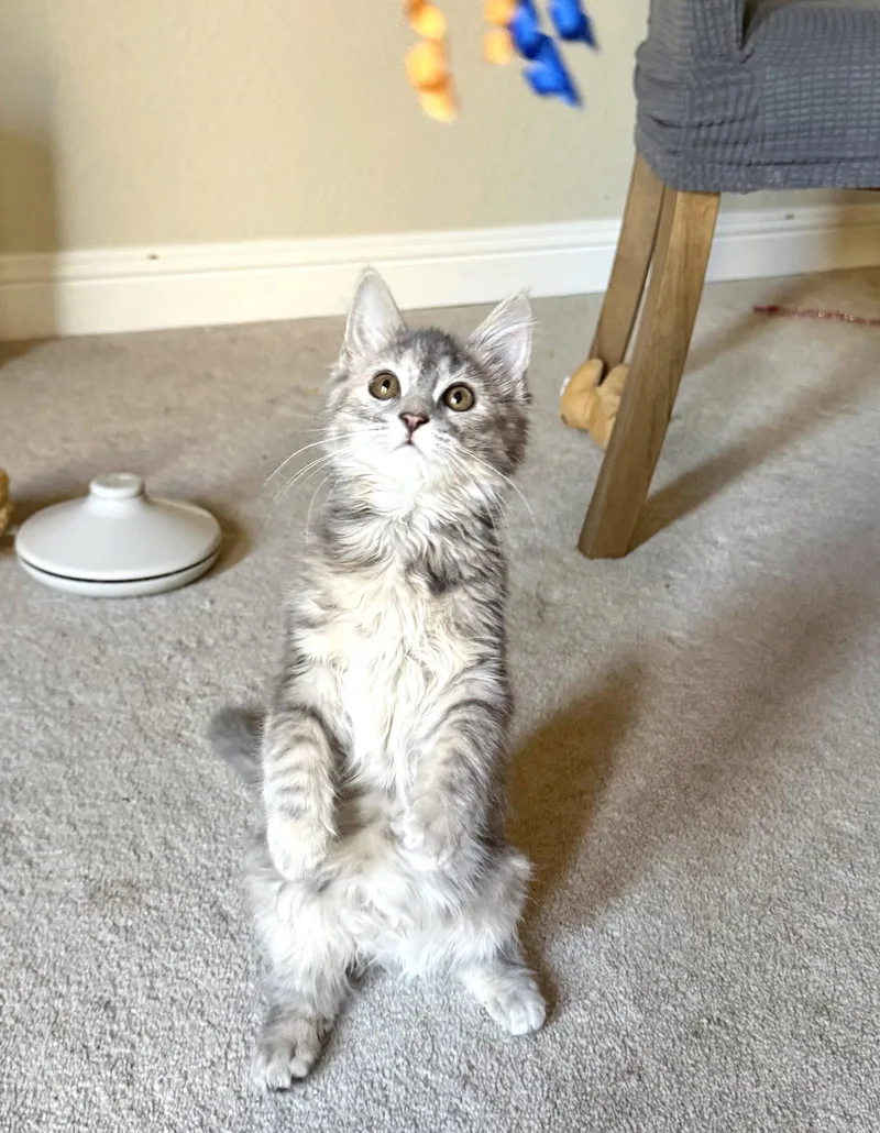 A baby small-sized female Domestic Long Hair cat named Norma for adoption in Walnut Creek, CA