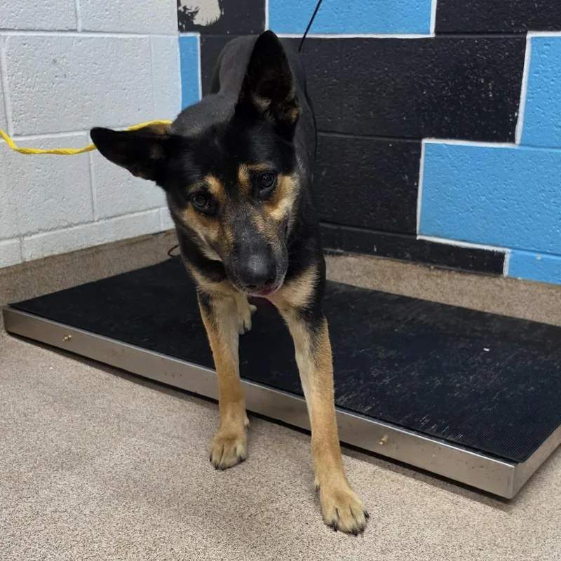 An adult medium-sized male Black Shepherd dog named Junior for adoption in Ardmore, OK