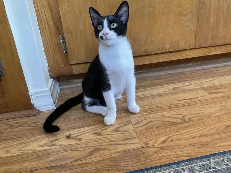 A baby small-sized male Black Domestic Short Hair cat named Po for adoption in La Jolla, CA
