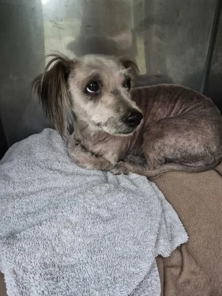 An adult small-sized female Terrier dog named Pen for adoption in Lawrenceville, GA