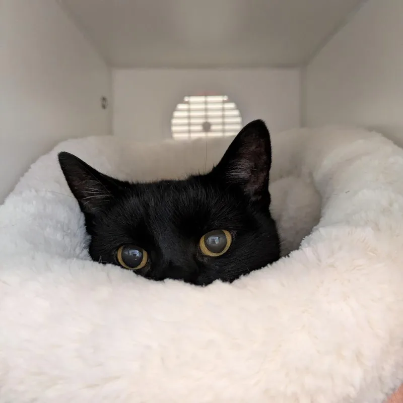 A senior medium-sized female Black Domestic Short Hair cat named Salem for adoption in South Burlington, VT