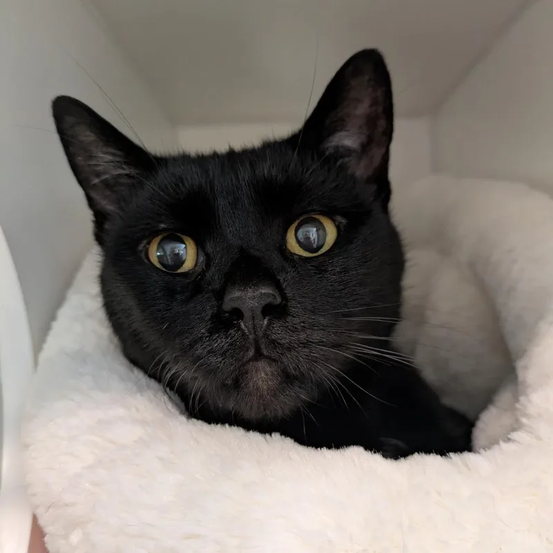 Salem thumbnail 2