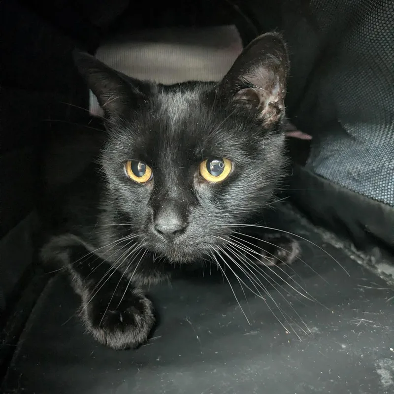 Salem thumbnail 3