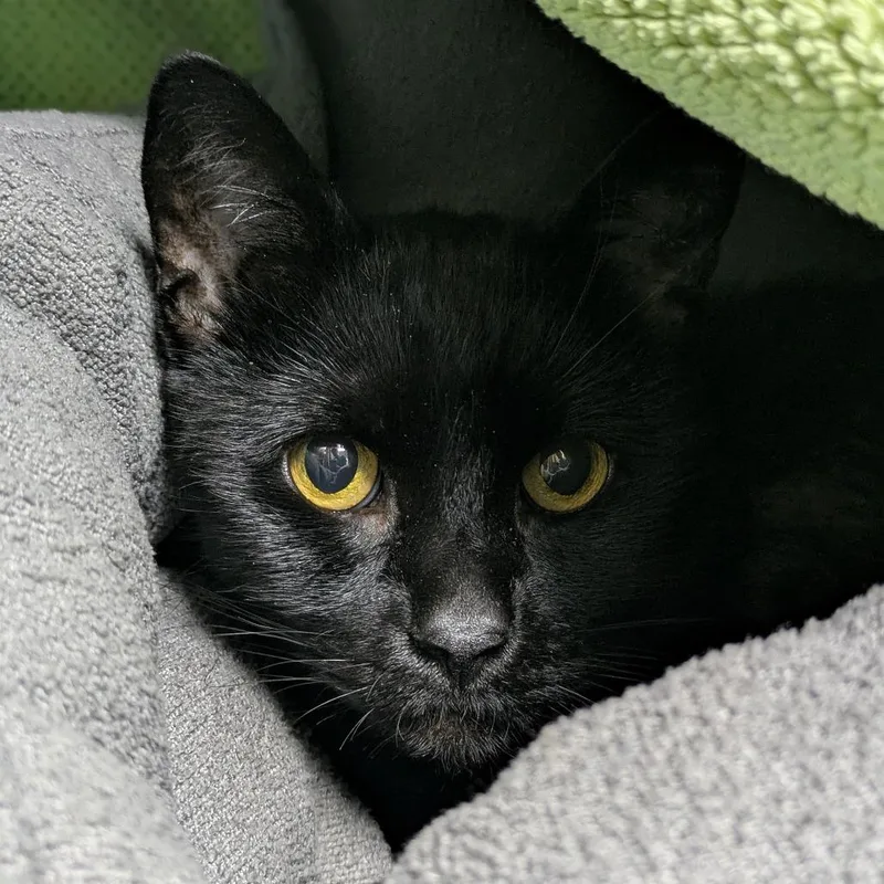 Salem thumbnail 4