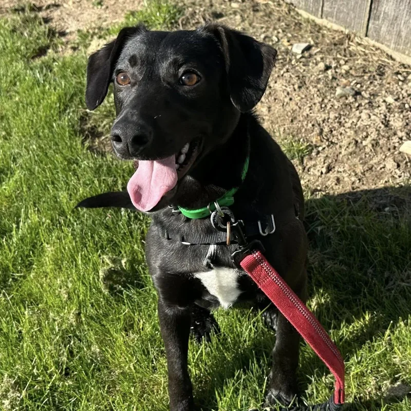 A young small-sized male Mixed Breed dog named Loki Home Visit In for adoption in Hartland, WI