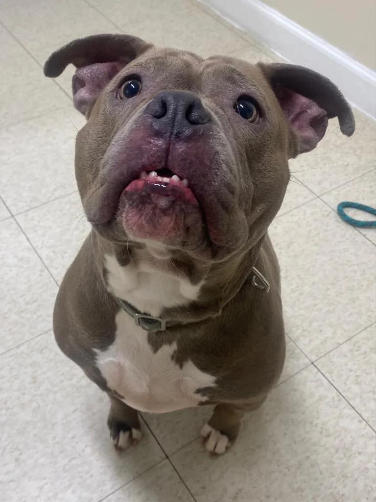 A young medium-sized female American Bulldog dog named Keena for adoption in Fall River, MA