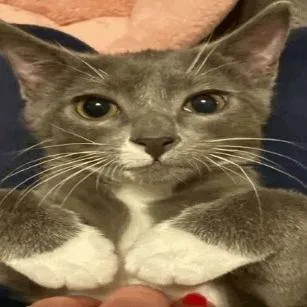 A baby small-sized male Gray / Blue / Silver Domestic Short Hair cat named Branson for adoption in New York, NY