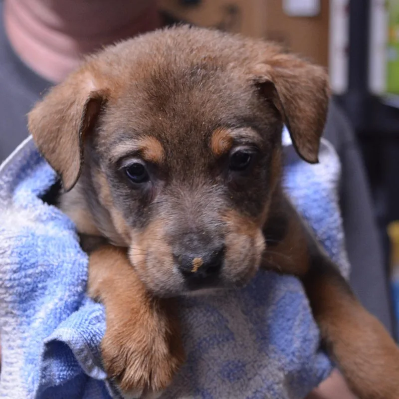 A baby large-sized female Brown / Chocolate Rottweiler dog named Persephone for adoption in Lima, OH
