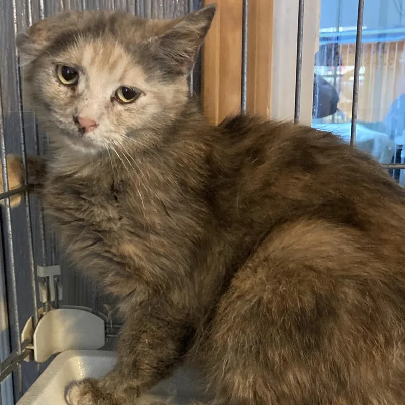 An adult small-sized female Tortoiseshell Domestic Medium Hair cat named Teddi Le Bear for adoption in Marion, IL