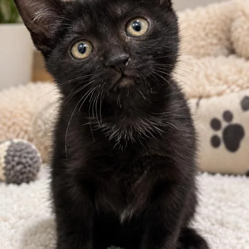 A baby small-sized female Domestic Short Hair cat named Shadow for adoption in Coachella, CA
