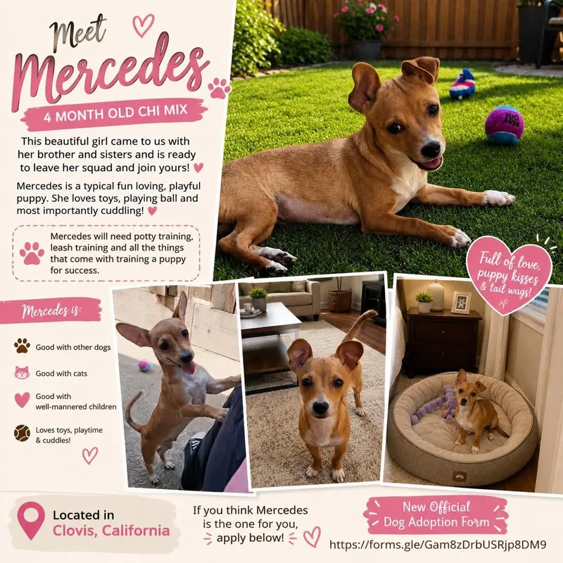 A young small-sized female Apricot / Beige Chihuahua dog named Mercedes for adoption in Clovis, CA