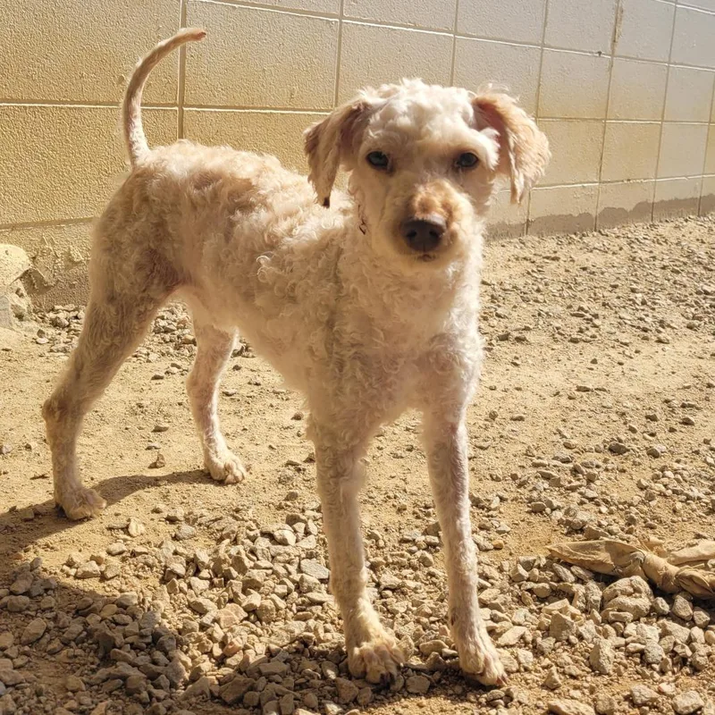 Prince T Challa thumbnail 2