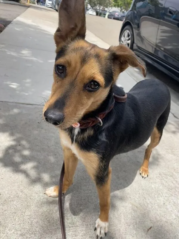 An adult medium-sized female Terrier dog named Clay for adoption in San Diego, CA