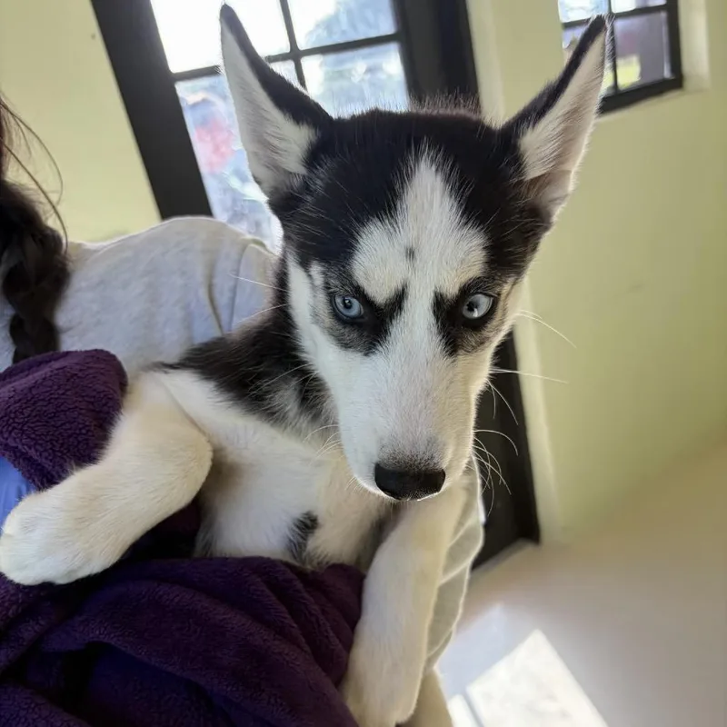 A baby small-sized female Black Husky dog named Sasha for adoption in LOXAHATCHEE, FL