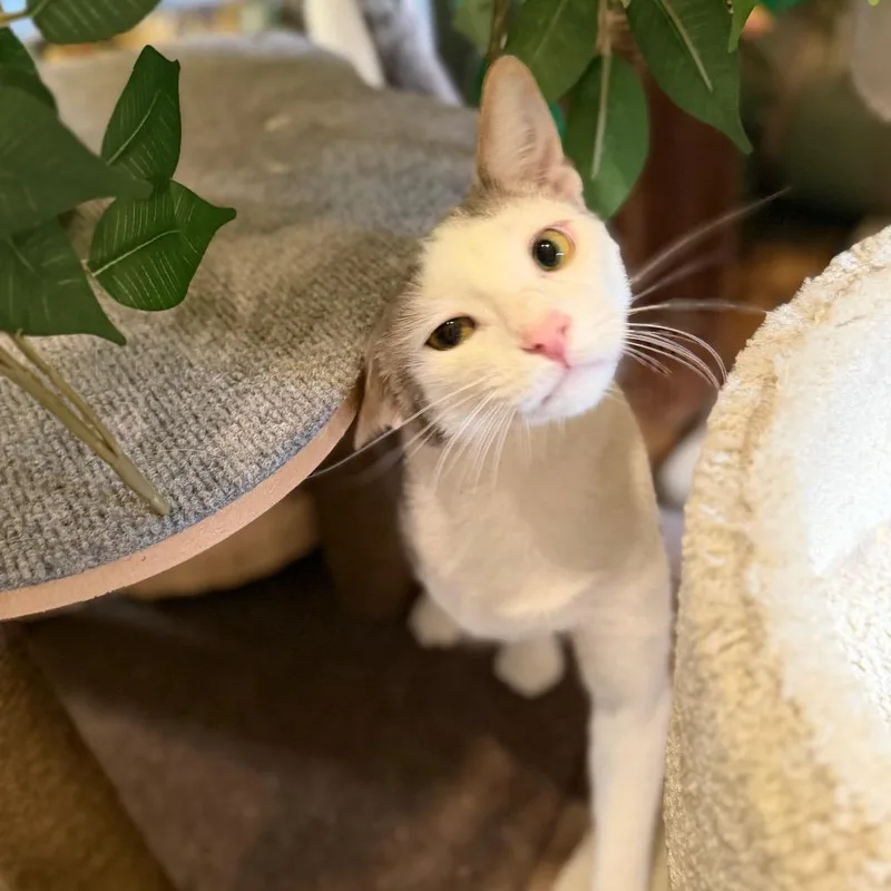 An adult large-sized male Domestic Short Hair cat named Jasper for adoption in Park Falls, WI