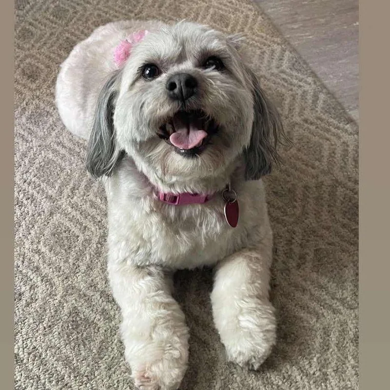 A senior small-sized female White / Cream Wheaten Terrier dog named Luna for adoption in Saint John, IN