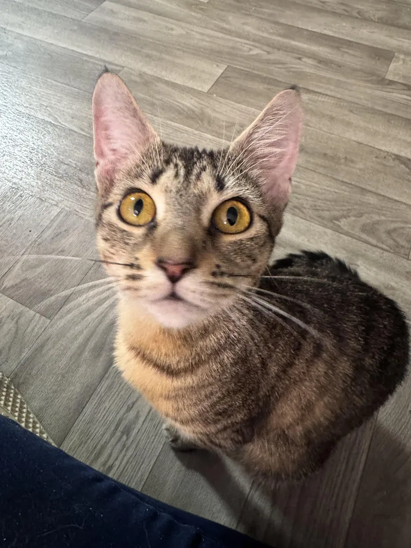 A young small-sized female Domestic Short Hair cat named Robin for adoption in Rocky Ridge, MD