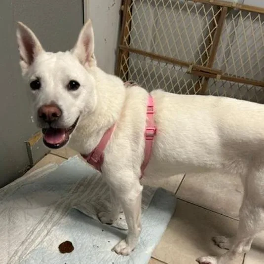 An adult medium-sized female Shepherd dog named Ruby fka Flame for adoption in North Myrtle Beach, SC
