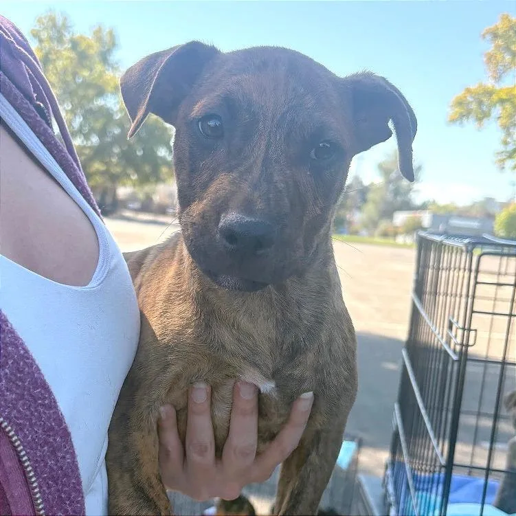 A baby large-sized male Yellow / Tan / Blond / Fawn Shepherd dog named Buddy for adoption in Reno, NV