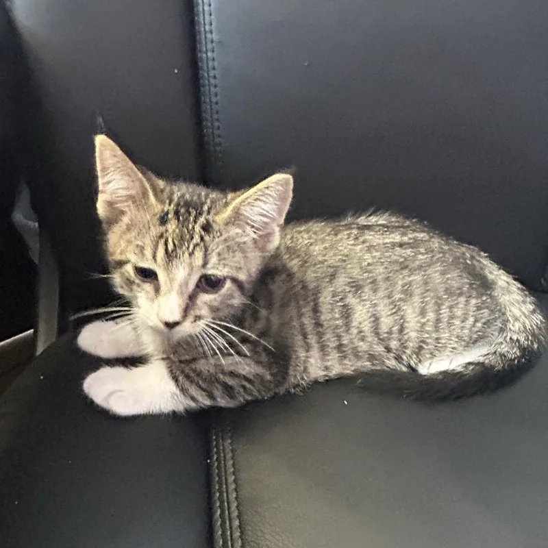 A baby small-sized male Gray / Blue / Silver Domestic Short Hair cat named Basil for adoption in Cedar Rapids, IA