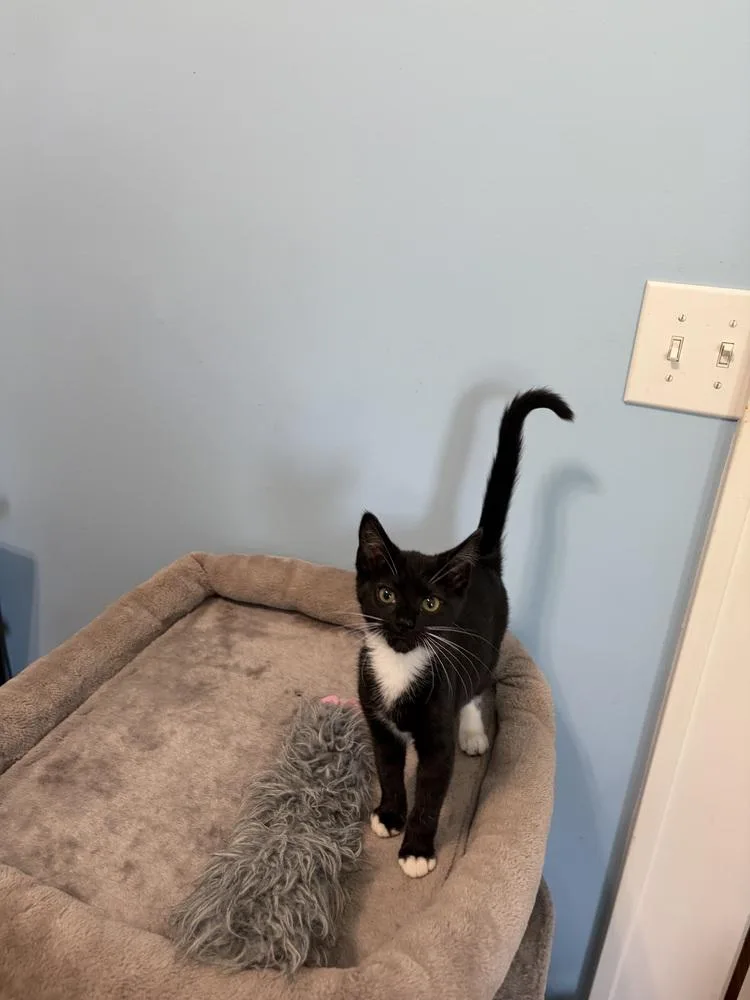 A baby small-sized female Domestic Short Hair cat named Pippi Jn for adoption in Greenville, SC